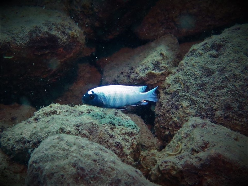 Pseudotropheus sp. 'polit' Lion's Cove